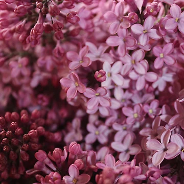 Artwork thumbnail, Spring Flowers by Rebecca Wilcox