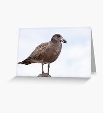 Juvenile Pacific Gull Greeting Card