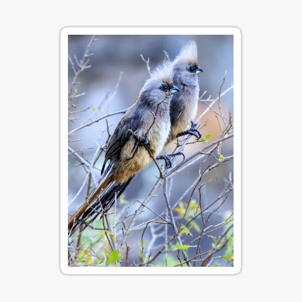 A pair of mousebirds Sticker