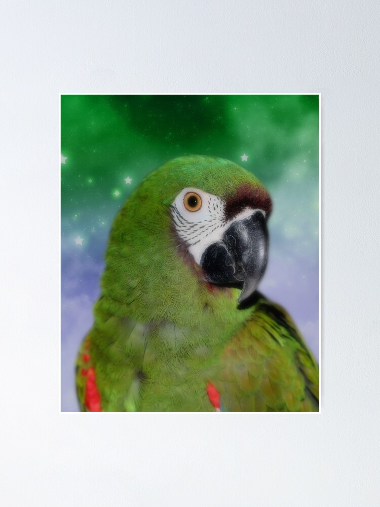 small macaw parrot