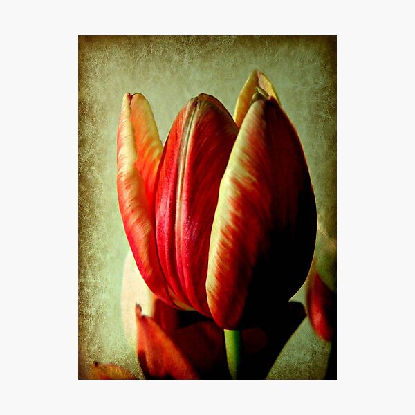Stands Alone © Photographic Print