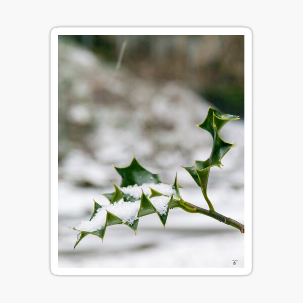Item preview, Holly covered in snow designed and sold by iCimages.net.