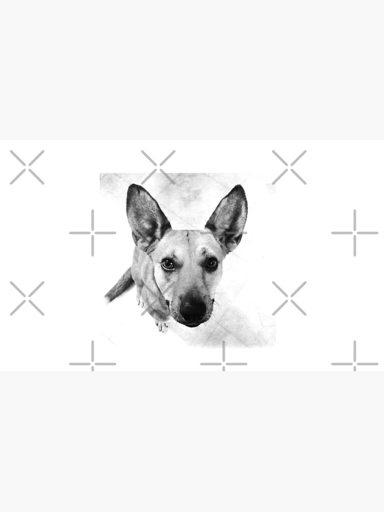 Carolina Dog Gray Pup - American Dingo by OneDayArt