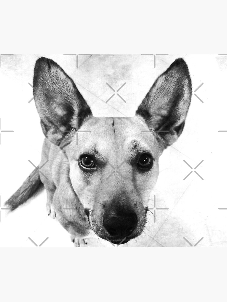 Carolina Dog Gray Pup - American Dingo by OneDayArt