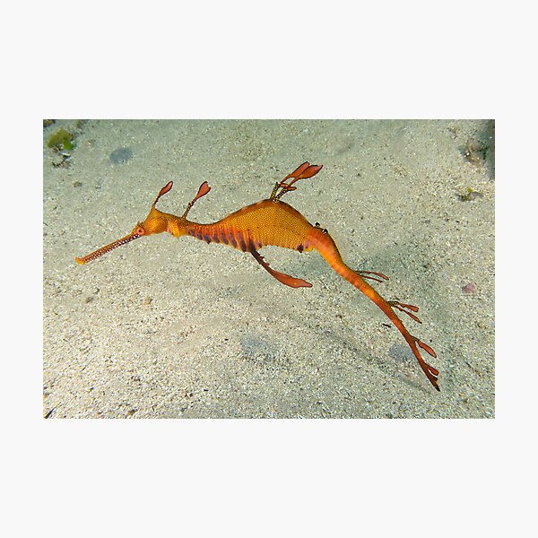 Weedy Seadragon - Phyllopteryx taeniolatus Photographic Print