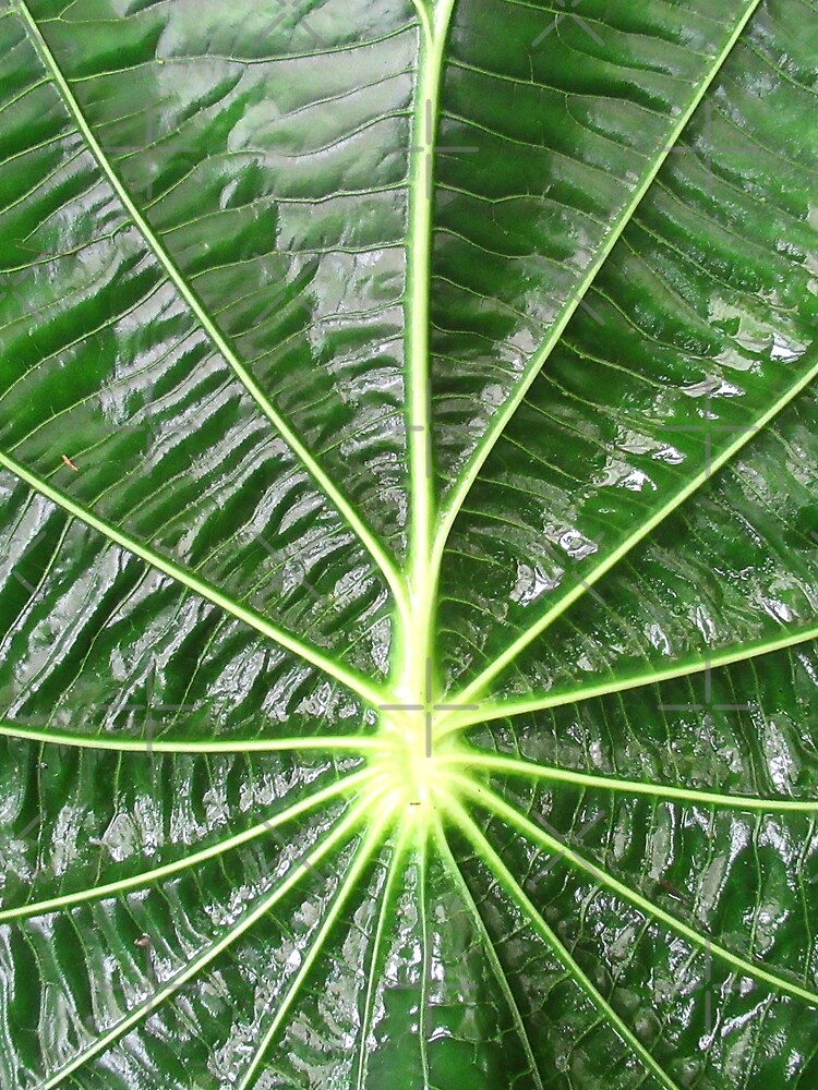 "grünes Blatt einer Pflanze, Blätter, grün, Natur