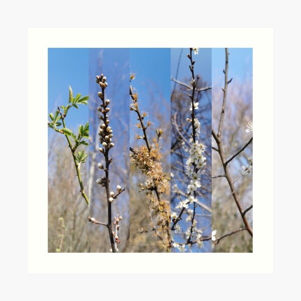 Nature 005 Art Print