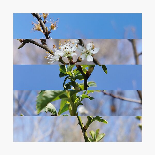 Nature 006 Photographic Print