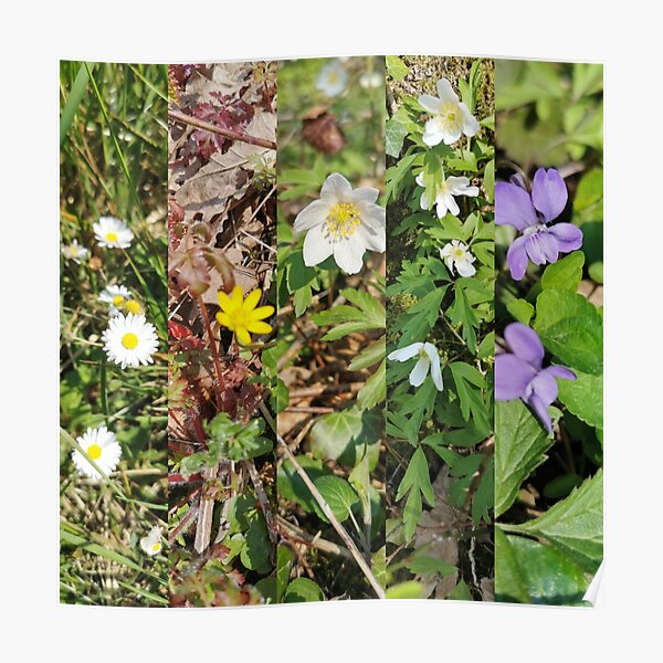 Nature 009 Poster