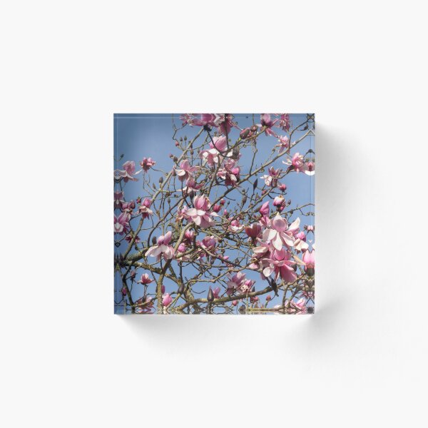 Item preview, Magnolia Blossom in the Spring designed and sold by Bluelizzy.