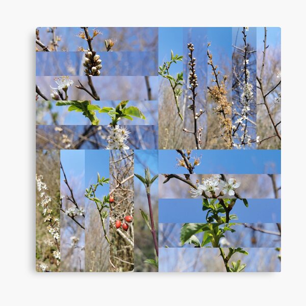 Nature's Best 001 Canvas Print