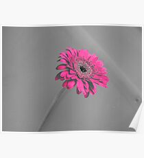 Fuschia Gerbera Poster