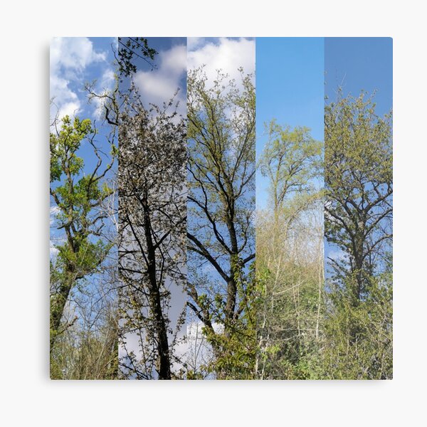 Nature 015 Metal Print