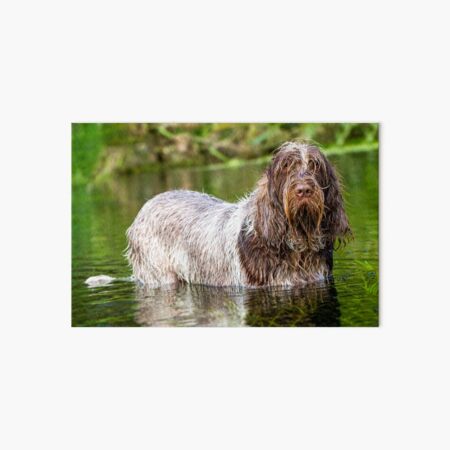 Brown Roan Italian Spinone Dog Art Board Print