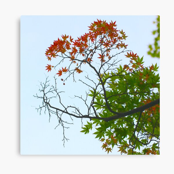 Three seasons Canvas Print