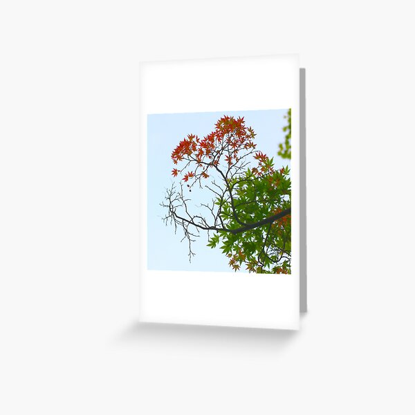 Three seasons Greeting Card