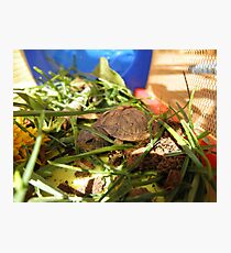 Box Turtle. Photographic Print