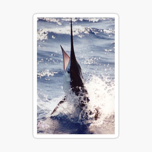 MARLIN 4 - fish - waterscape (ED01) Sticker
