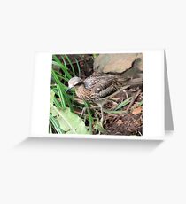 Bush Stone Curlew Greeting Card