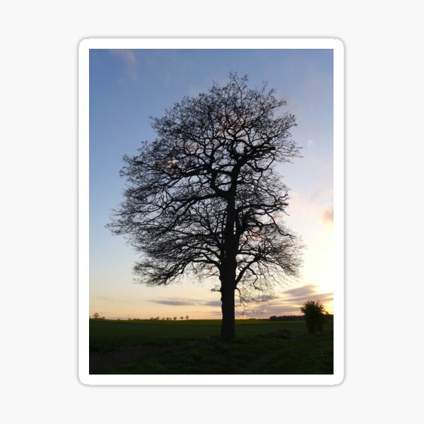 Item preview, Lone chestnut tree at sun down  designed and sold by Anna Myerscough.
