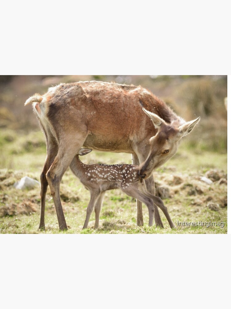 Mask maker protects fawns at central Alberta wildlife centre - Red