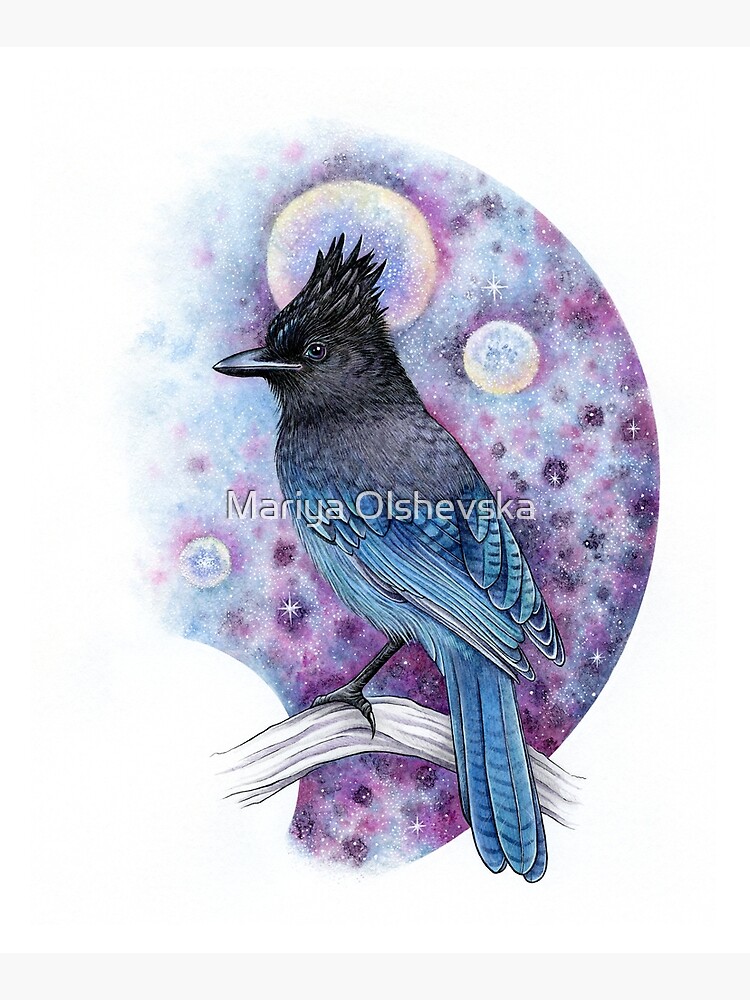Stellar Jay by OzureFlame