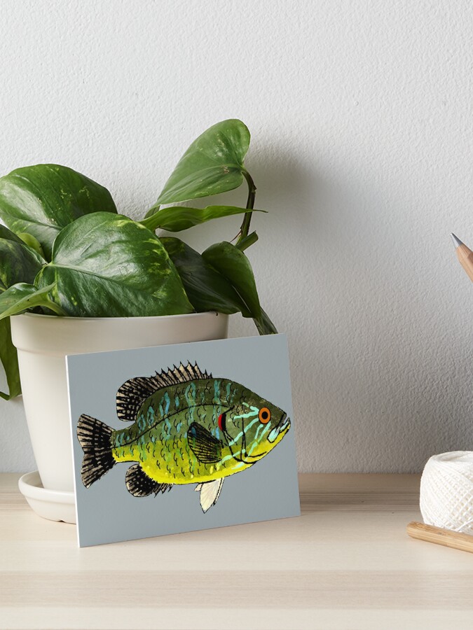 Warmouth Sunfish Art Board Print for Sale by fishfolkart