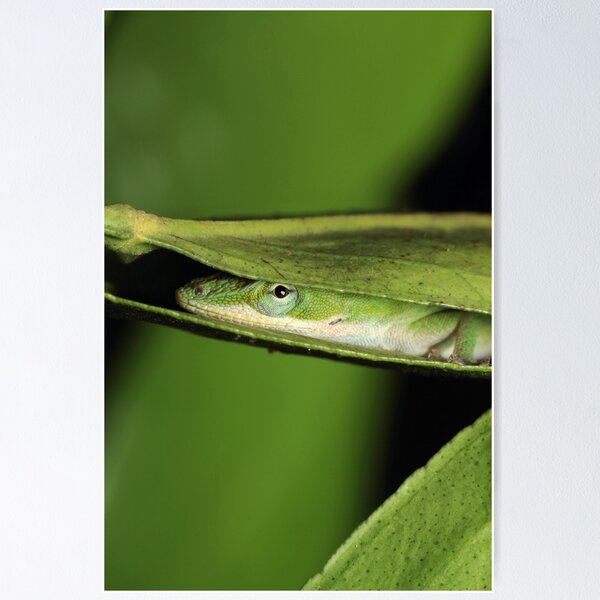 Item preview, Cute And Cool Green Anole Garden Lizard  designed and sold by KateLCardsNMore.