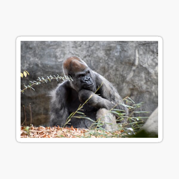 Ozzie the Gorilla at Zoo Atlanta Sticker