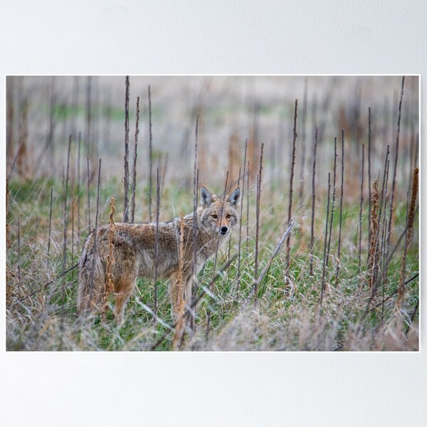 Item preview, Coyote Eyes designed and sold by Greg Birkett.