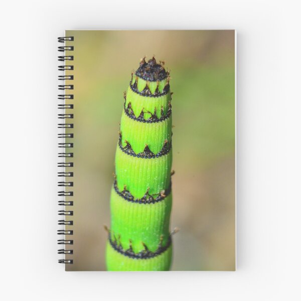 Item preview, Leaning Tower Of Rough Horsetail designed and sold by LisaWootenPhoto.