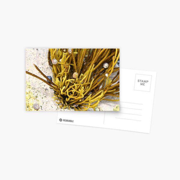 Item preview, Tide Pool  designed and sold by Gwenn Seemel.