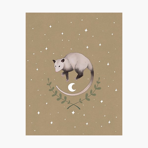 Possum in the Stars Photographic Print