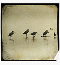 Spoonbills TTV Poster