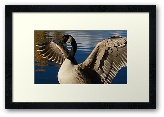 canada goose redbubble canada goose redbubble
