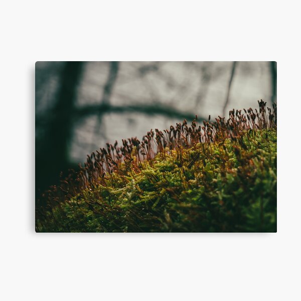 Item preview, Moss with sporophytes designed and sold by urbonasphotos.