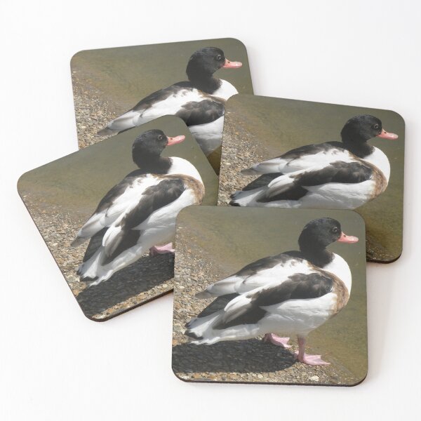 Item preview, Shelduck on the side of a lake Photograph designed and sold by naturegallery.