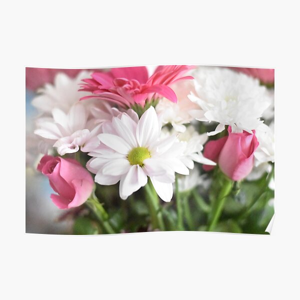 Oxeye daisy Poster