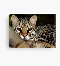 Ocelot Canvas Print
