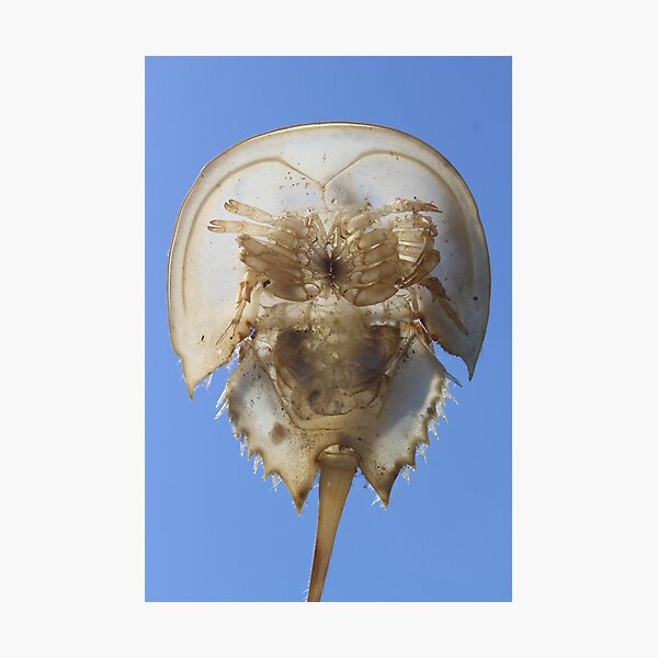 Item preview, Horseshoe Crab Baby designed and sold by Gwenn Seemel.