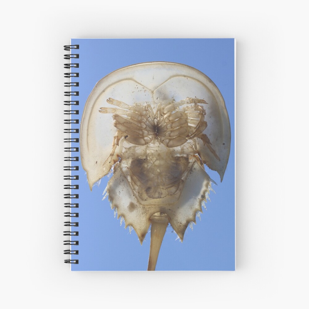 Horseshoe Crab Baby - 2016 Spiral Notebook