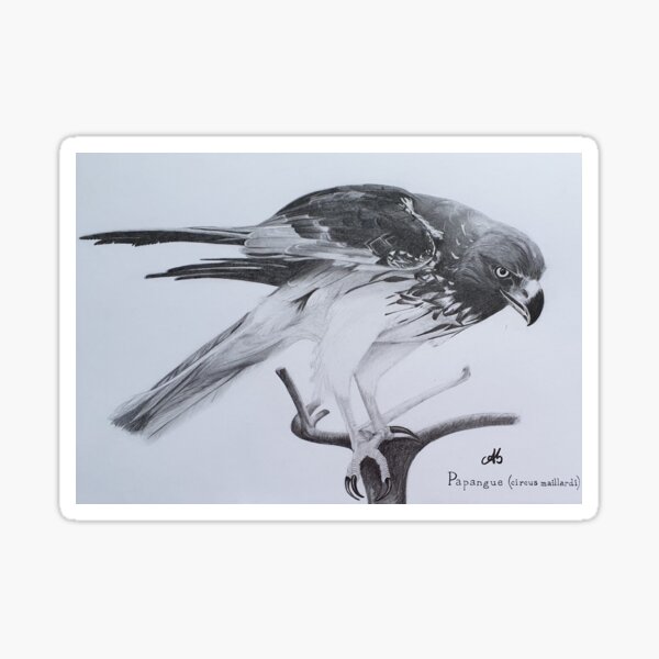 Papangue, oiseau de proie Sticker