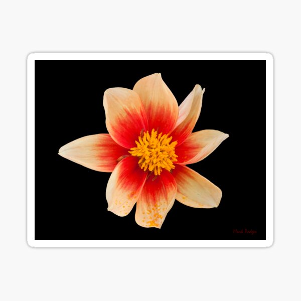 Item preview, Dahlia Esther - Print designed and sold by mpodger.