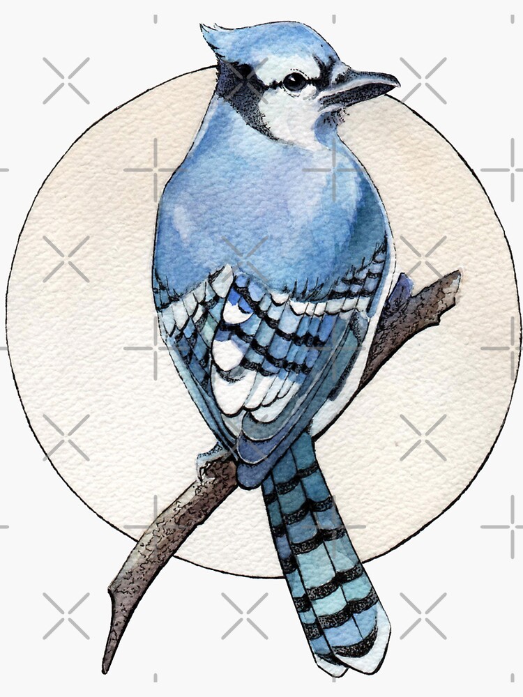 Blue Jay by Elenanaylor