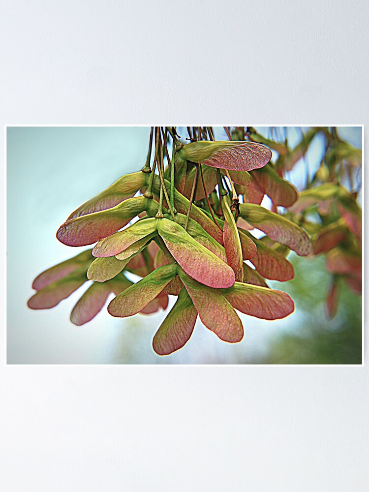 "Maple Tree Wings" Poster by sherln Redbubble