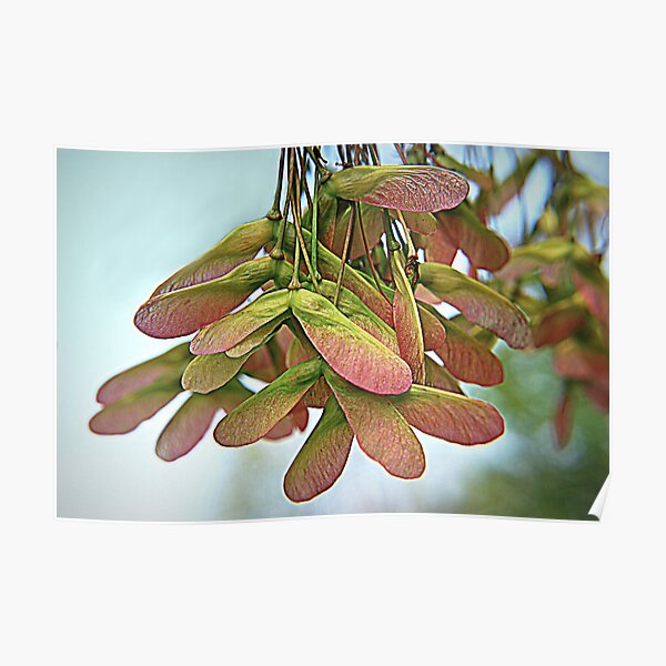 "Maple Tree Wings" Poster by sherln Redbubble