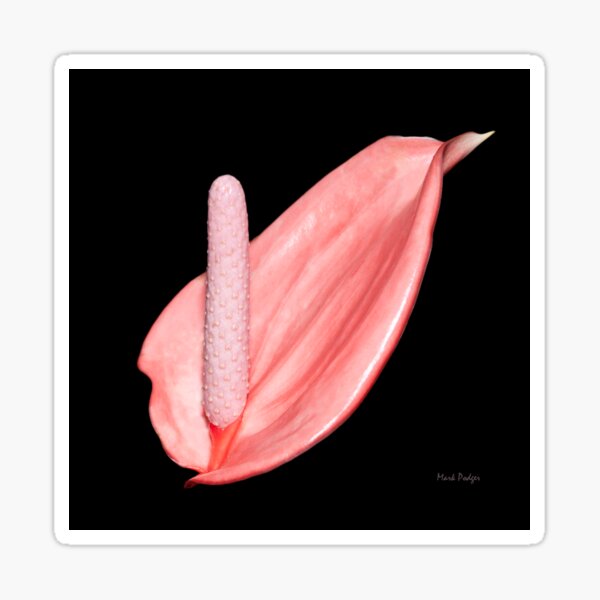 Item preview, Anthurium - Orange Hot - Print designed and sold by mpodger.