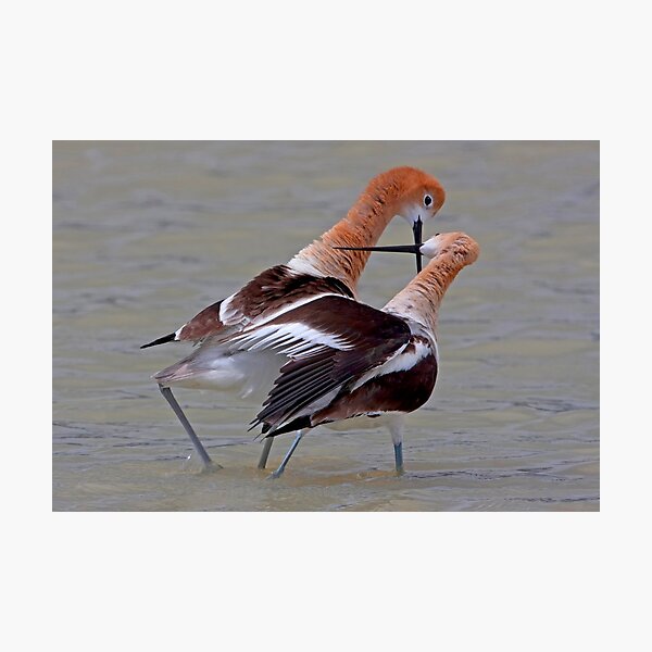 Crossed Bills Photographic Print