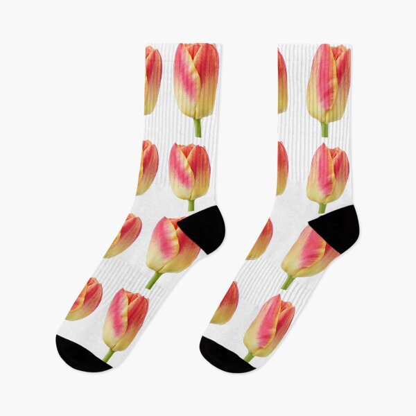Item preview, Tulipa 'Candy Corner' Triumph Tulip designed and sold by Chris Burrows.