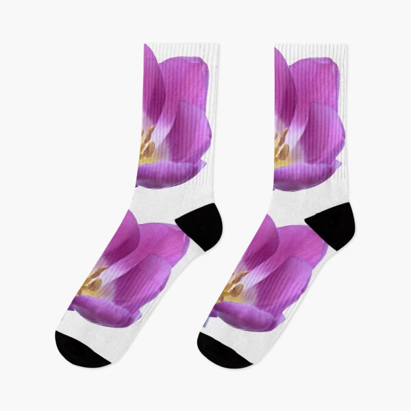 Item preview, Tulipa 'Purple Flag' Triumph Tulip designed and sold by Chris Burrows.